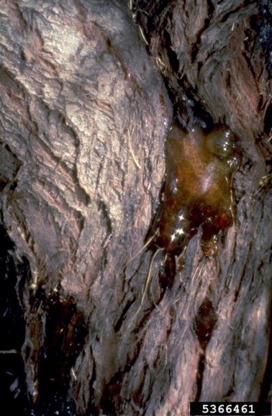 Bacterial gummosis caused by Pseudomonas syringae on Russian olive (Elaeagnus angustifolia). (Photo: Mike Schomaker, Colorado State Forest Service, Bugwood.org)