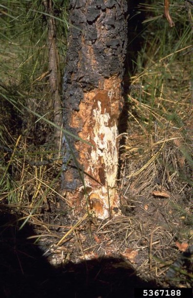 Armillaria mycelial fans