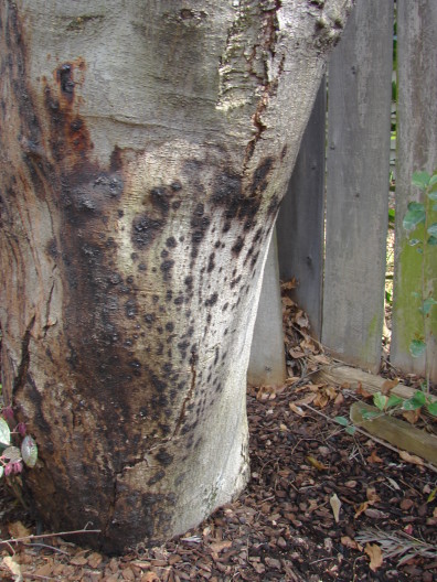 Phytophthora root disease and canker on alder. The infection spread from the roots to the main stem of the tree.