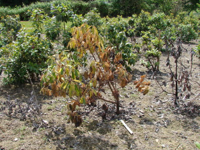 Root disease symptoms consist of wilting, yellowing foliage.