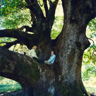 750_Council madrone