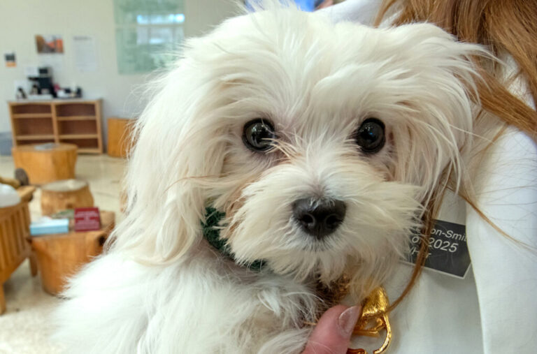 Tiny puppy first to undergo new, life‑saving heart procedure at WSU