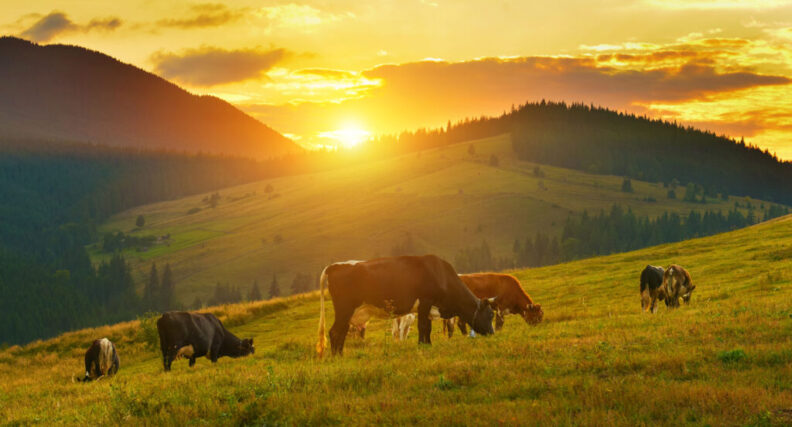 Cows in pasture with setting sun.