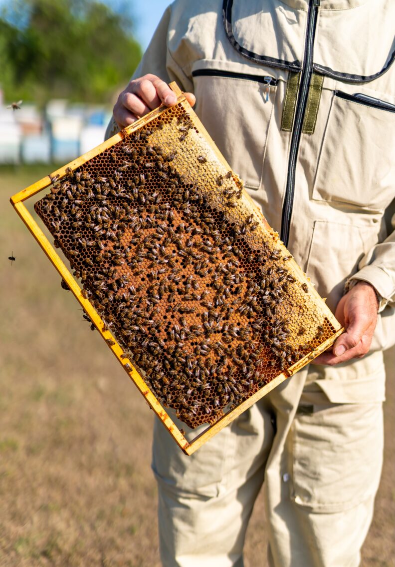 A beekeeper holds a frame from a bee hive.