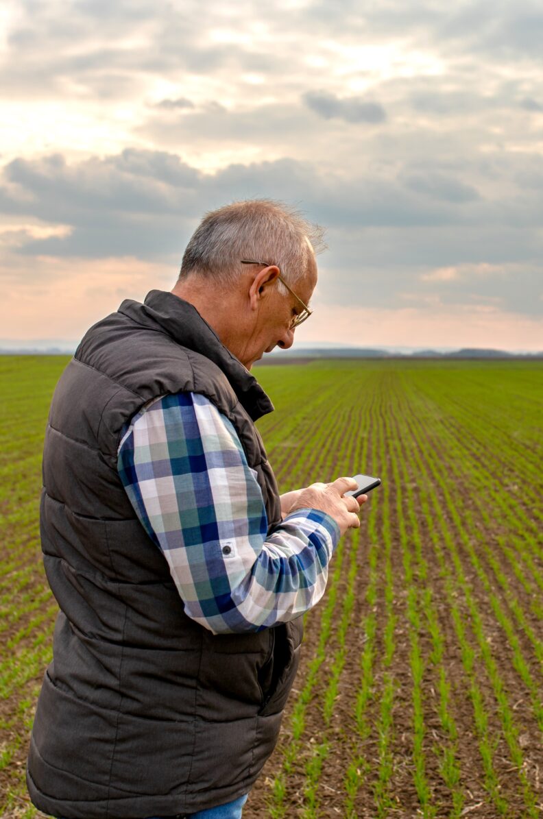 Farmer standing in wheat field and examining crop while using smartphone.