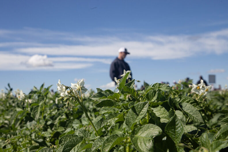 Potato field day