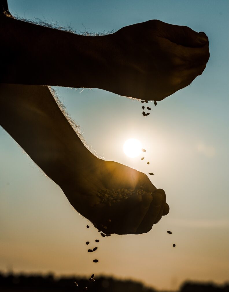 Farmer examining seeds in a field.