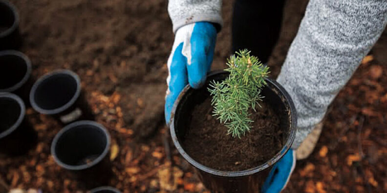 Person holding a sapling tree in a pot.