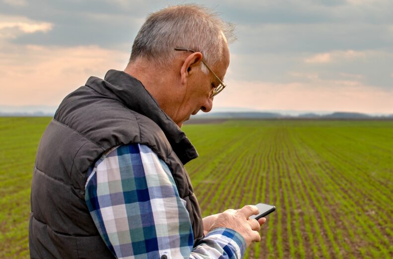 Senior farmer standing in wheat field and examining crop while using smartphone.