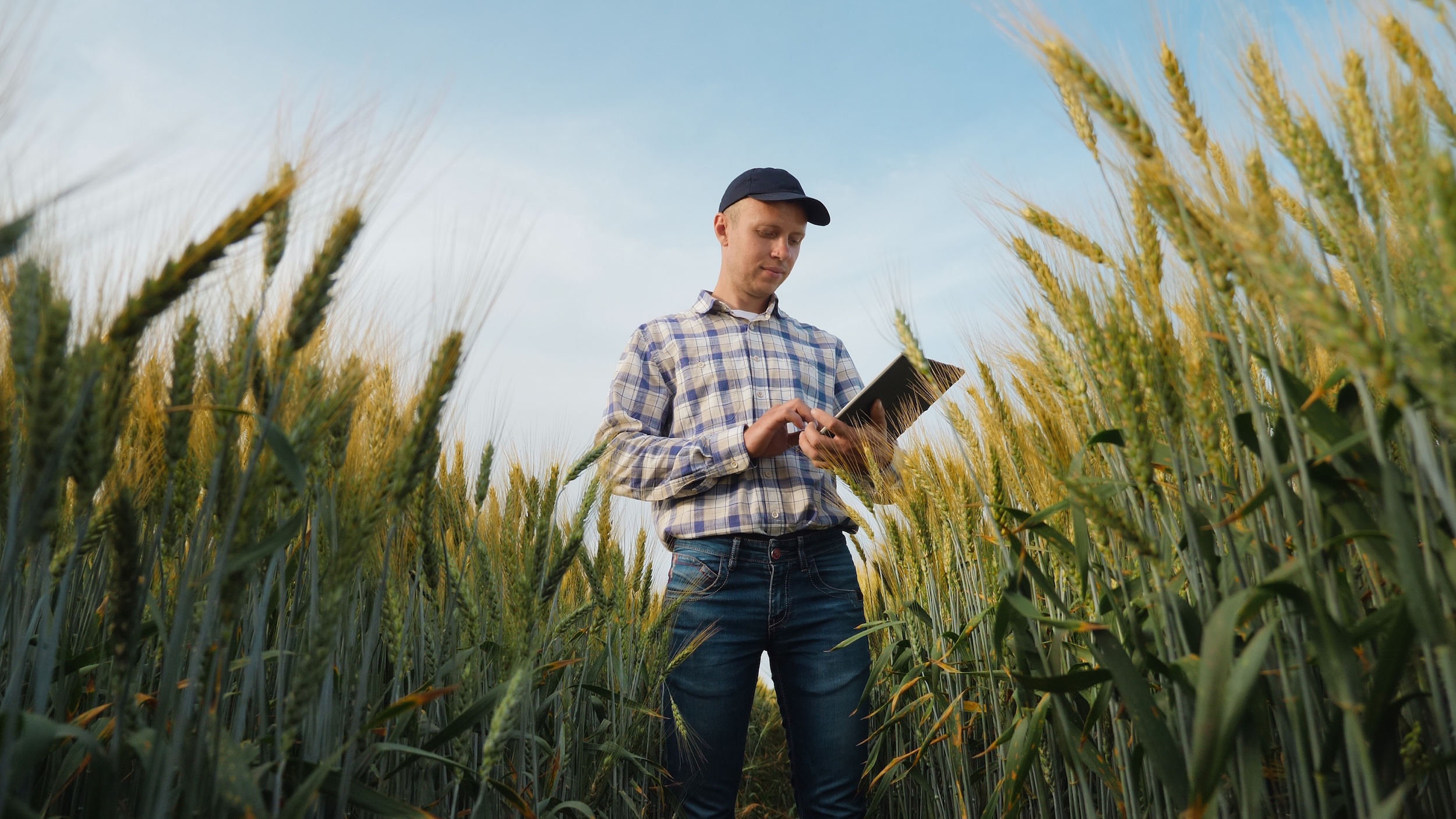 Farmer using a tablet while inspecting his wheat crop.