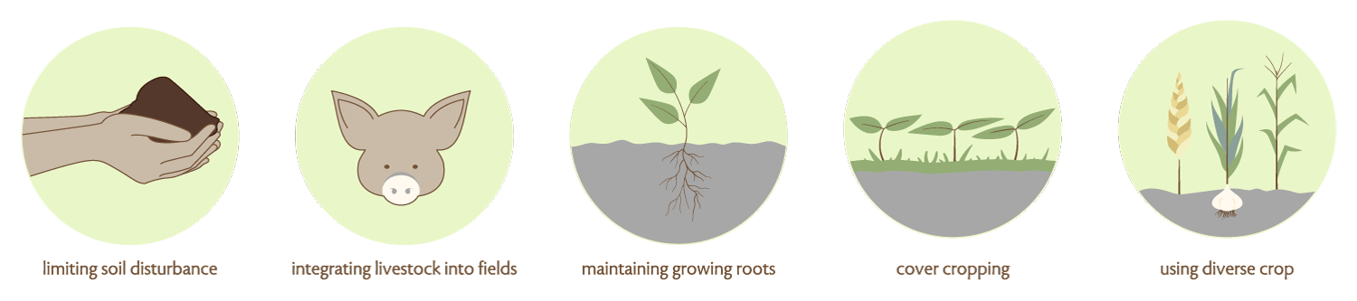 Limiting soil disturbance; integrating livestock into fields; maintaining growing roots; cover cropping; and using diverse crop.