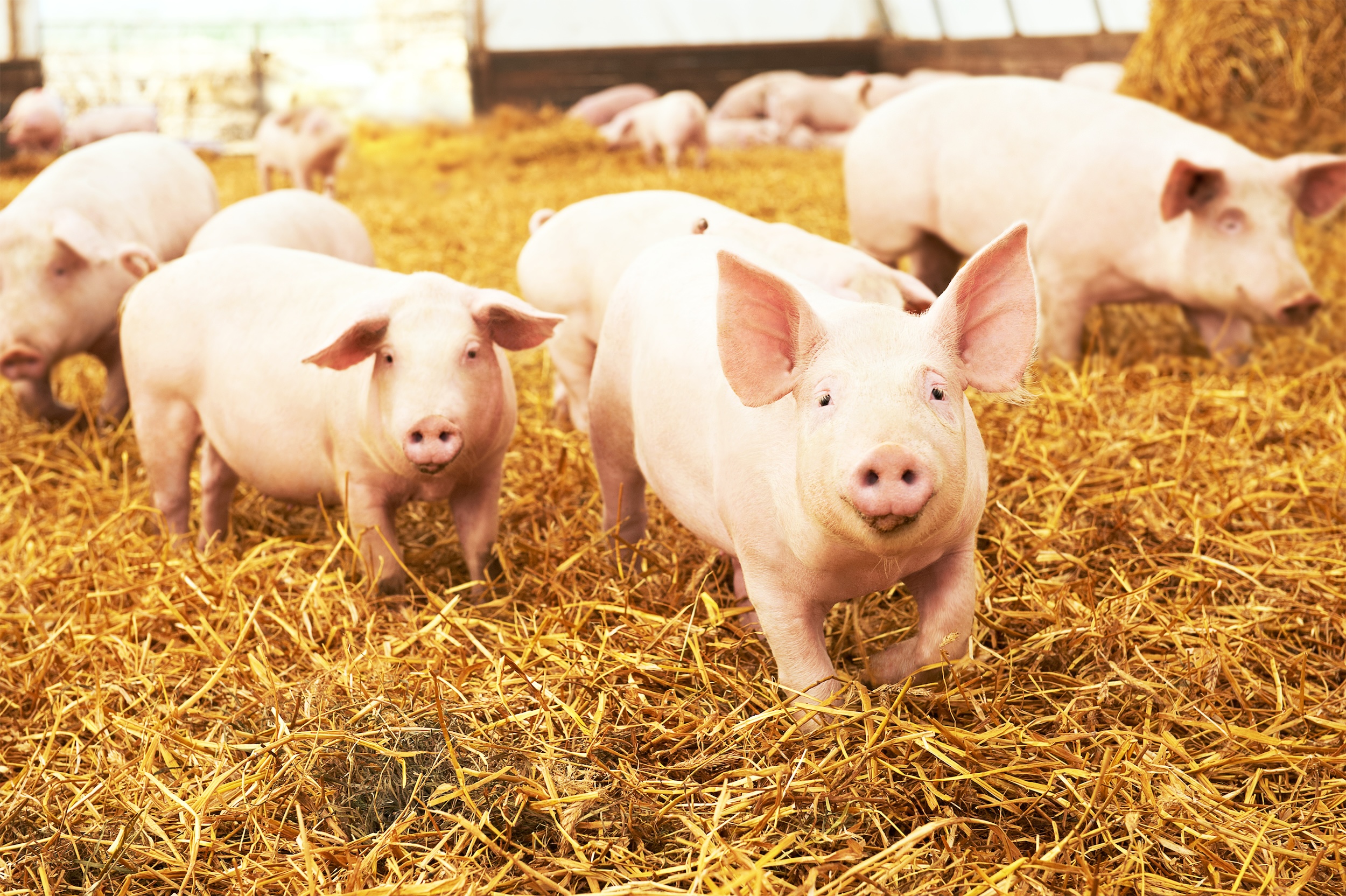 Herd of young piglets on hay and straw at pig breeding farm