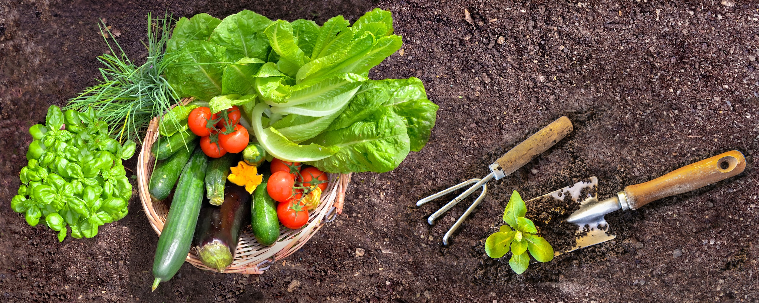 Basket filled with seasonal vegetables on soil in a vegetable garden with plants growing and garden tools.