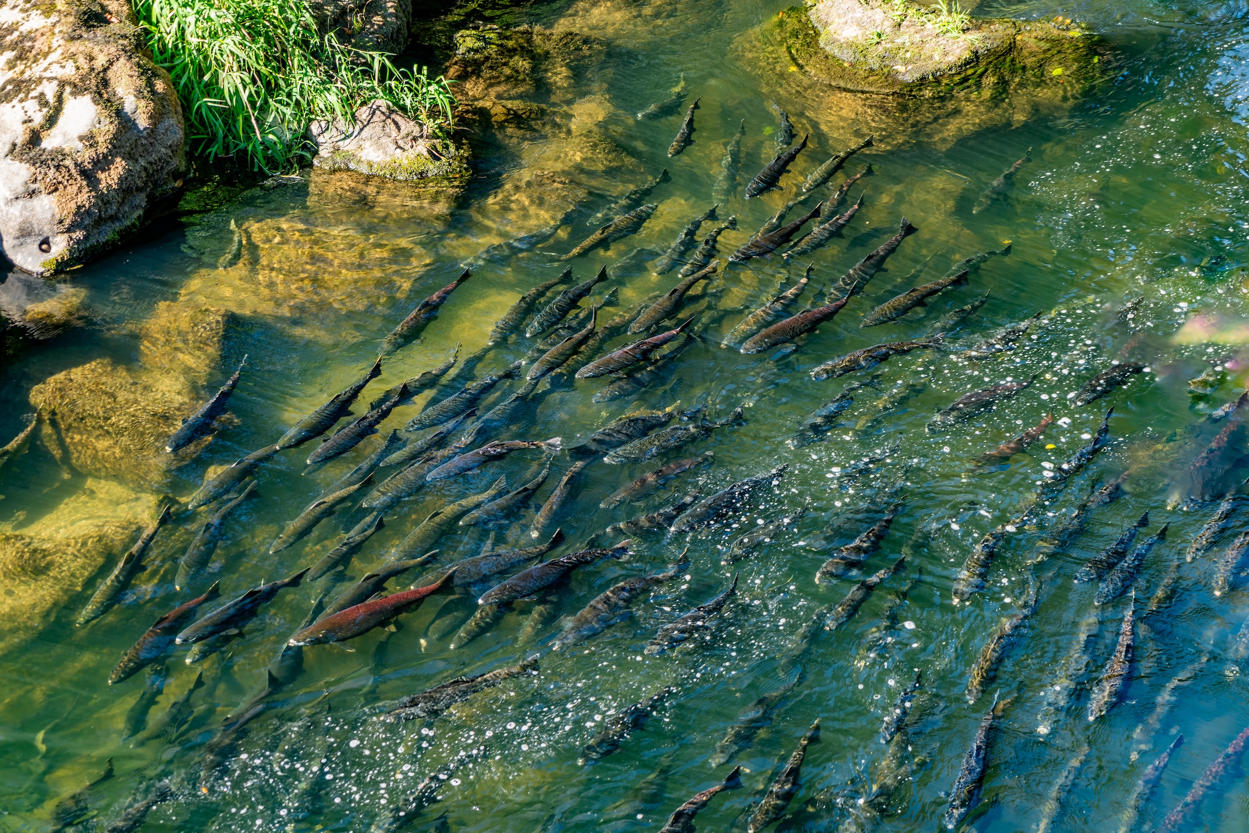 Chinook Salmon returning home in the Deschutes River in Washington State