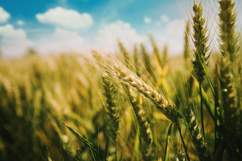 Close of wheat growing in a field.