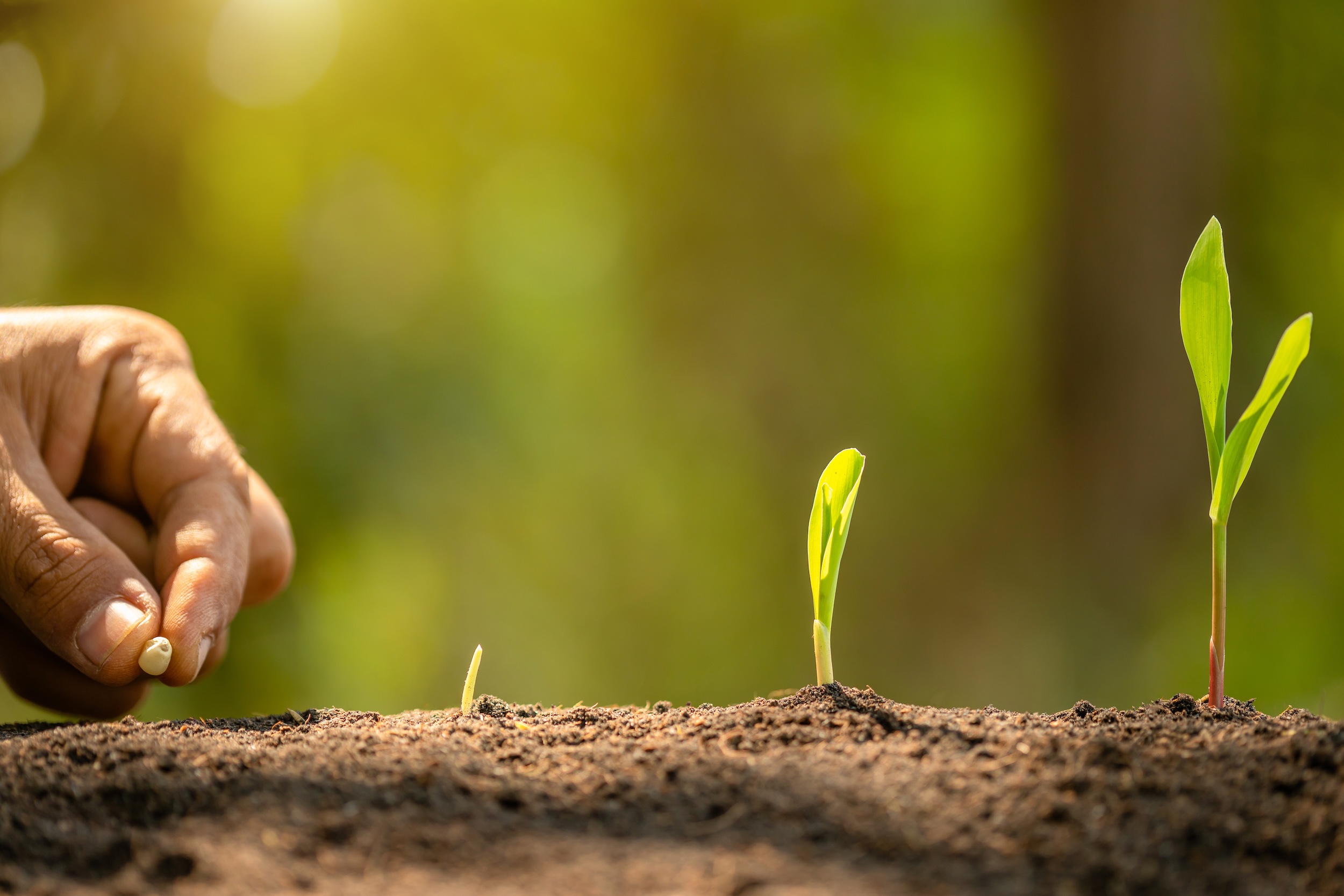 Farmer's hand planting seeds in soil.