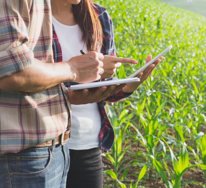 Agronomist examining plant in corn field
