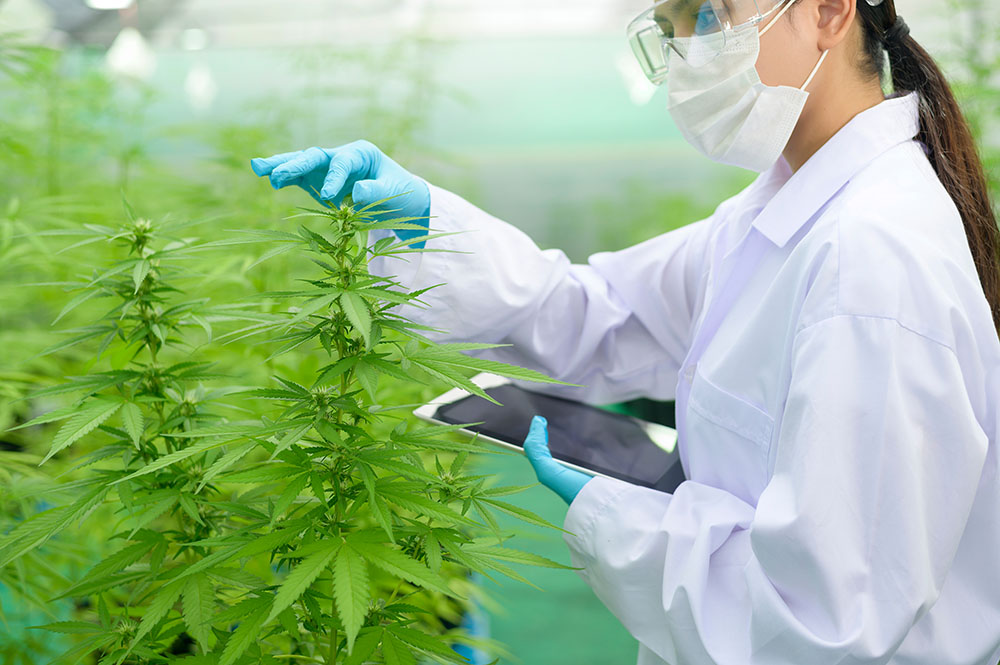 Cannabis Research