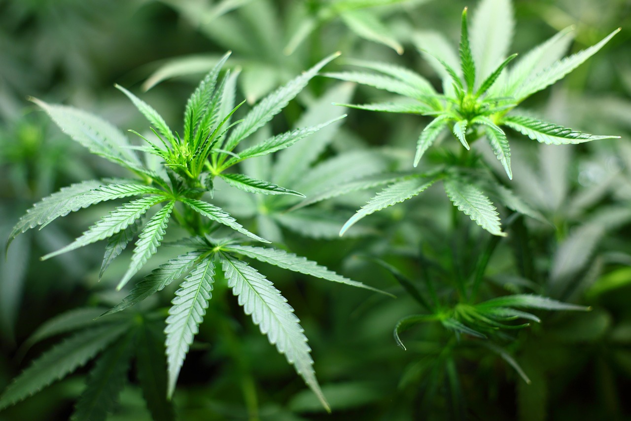 seedling cannabis plant