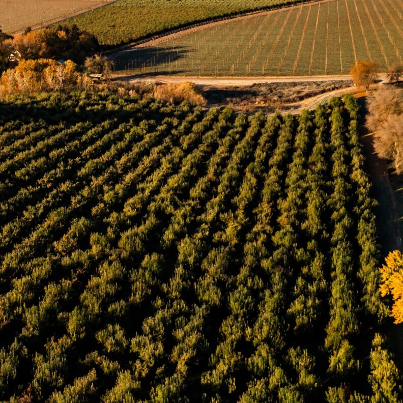 Different crops growing in adjacent fields.