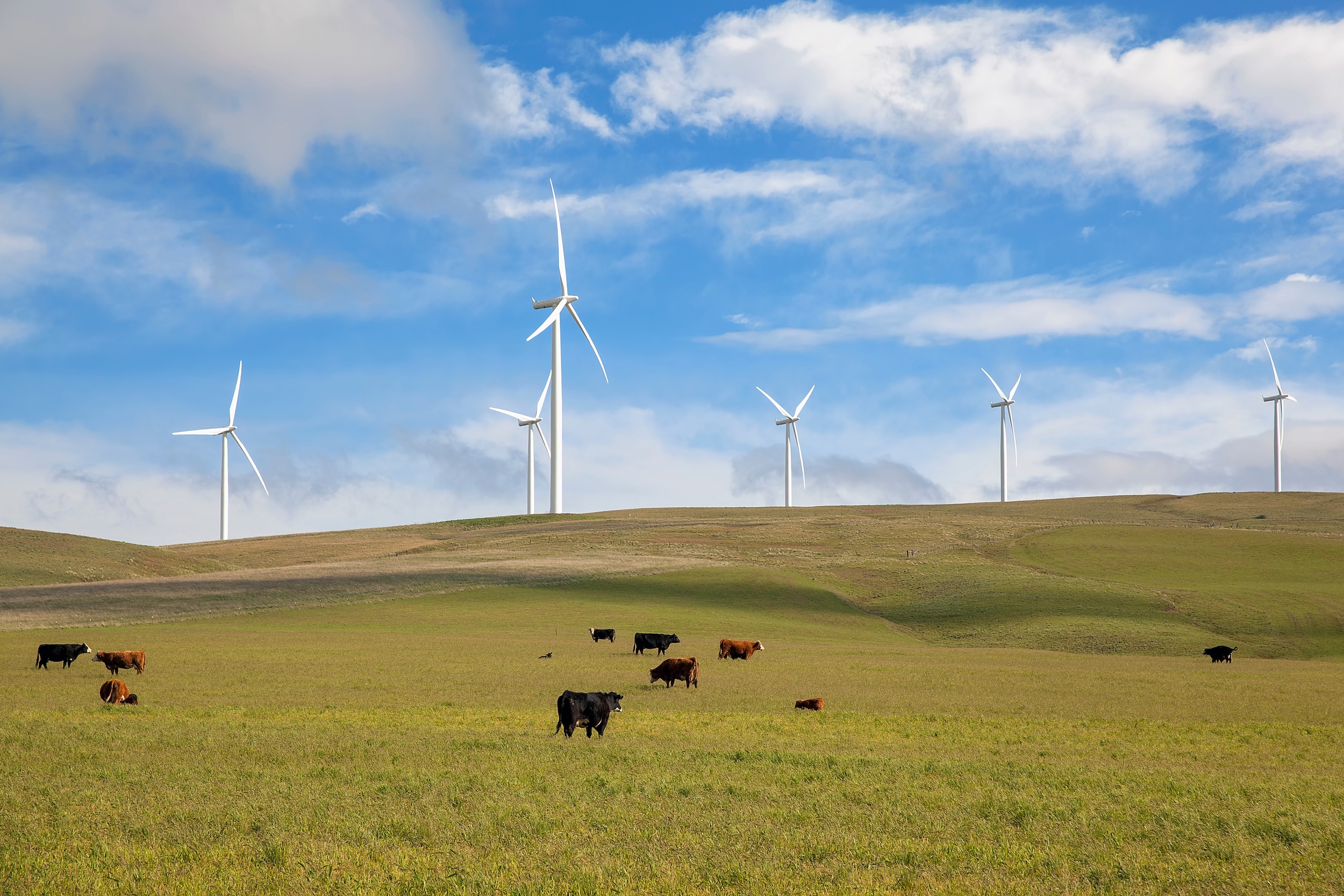 Wind Turbines at Wind Farm by Cattle Ranch in Washington State