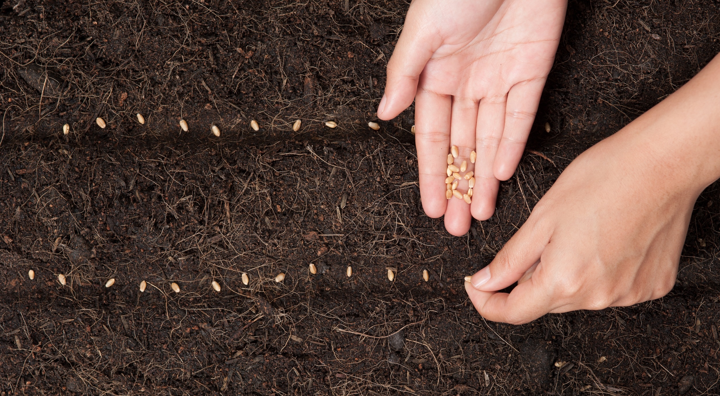 Planting wheatgrass by hand in rows