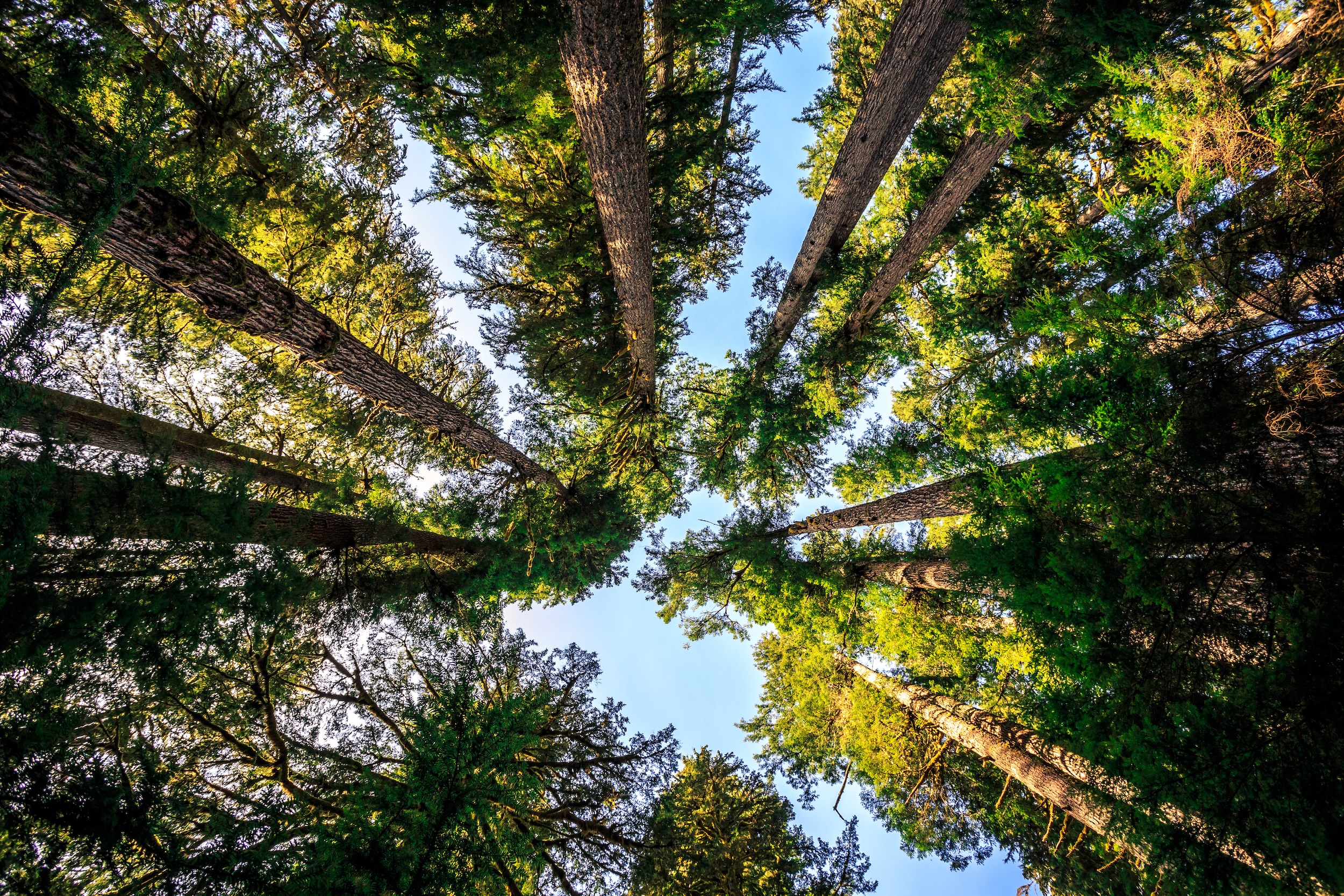 A view up through trees in the PNW