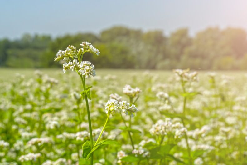 A field of buckwheat in bloom.