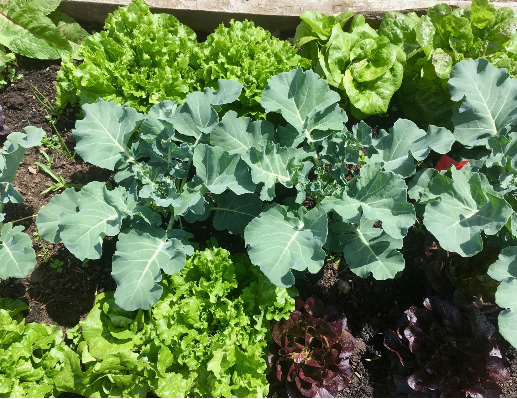 Lettuce and other greens growing in a garden