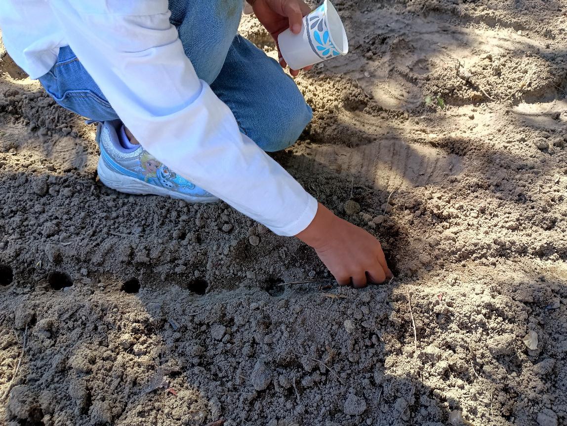 A young student plants beans in the earth