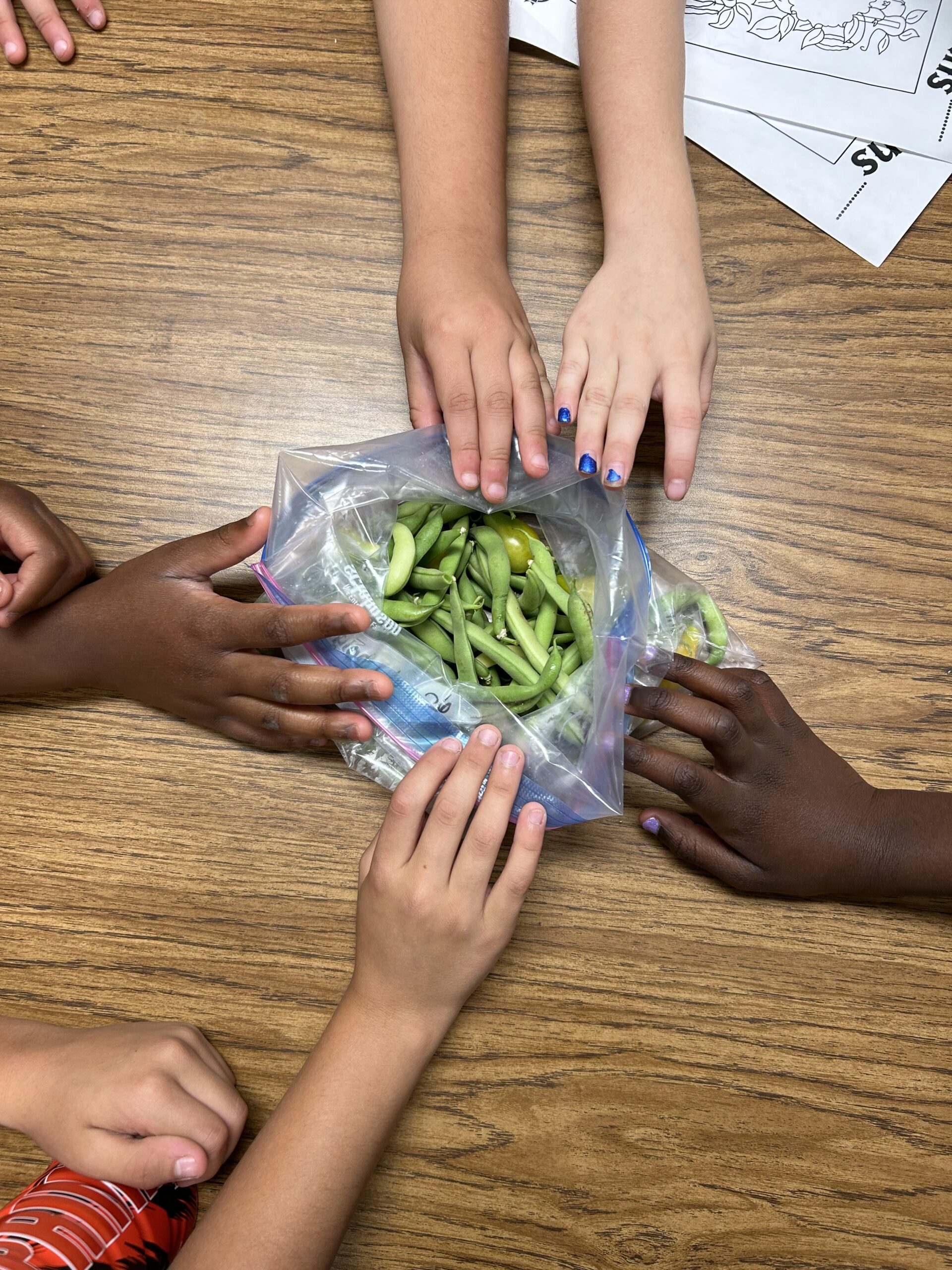 Students' hands and green beans harvested from school garden