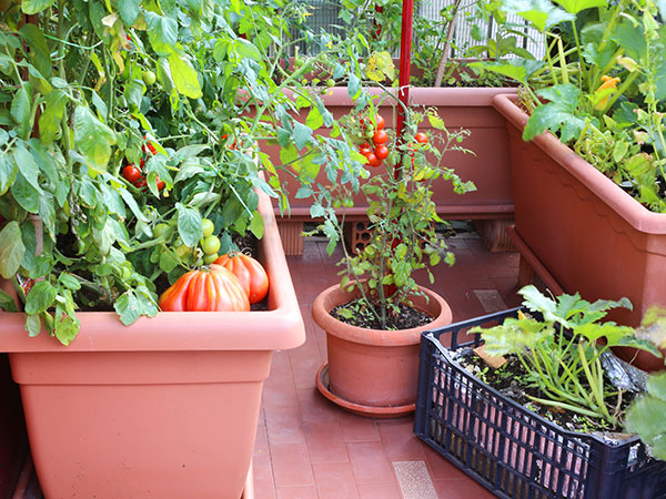 Vegetable garden in pots.