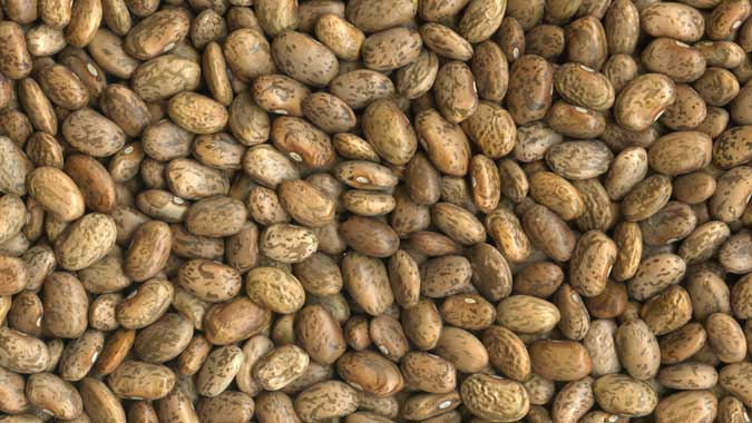 Pinto Beans