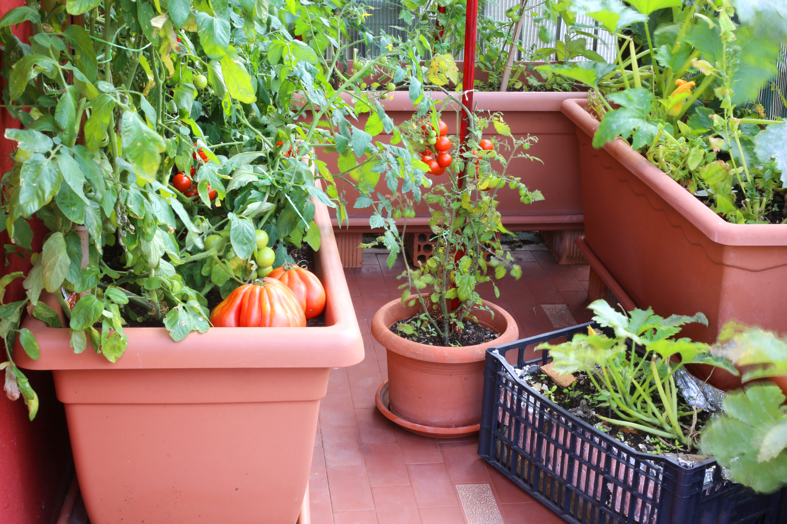 Vegetable garden in pots.