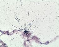 0269 alpha star Nielsen 1