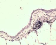 dog alpha star Nielsen 4