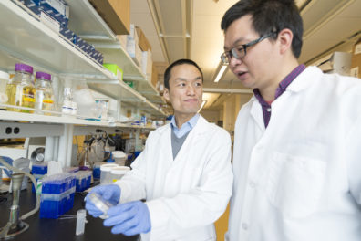 Senior author and assistant professor Zhaokang Cheng discusses an experiment with first author and postdoctoral research fellow Peng Xia.