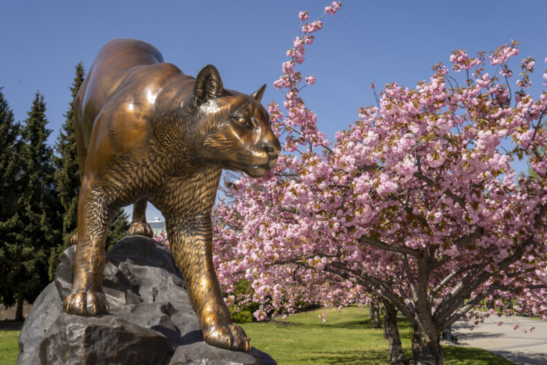 A picture of a Cougar statue on the WSU Spokane campus.