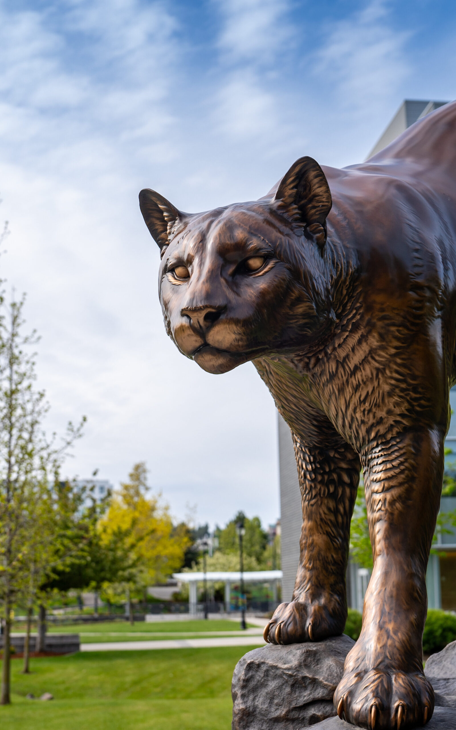 butch cougar statue on wsu spokane campus