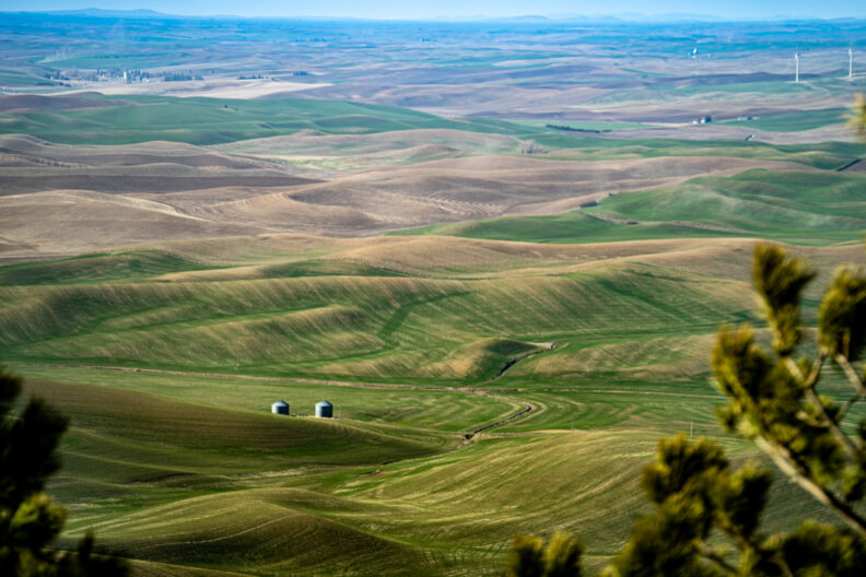 Palouse hills