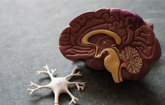 Image shows a model of a brain and neuron