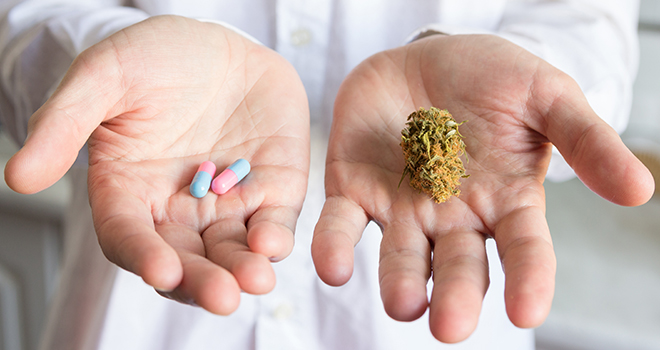 Doctor hand offering bud of medical cannabis and pills. Concept of choise of traditional medications and cannabis