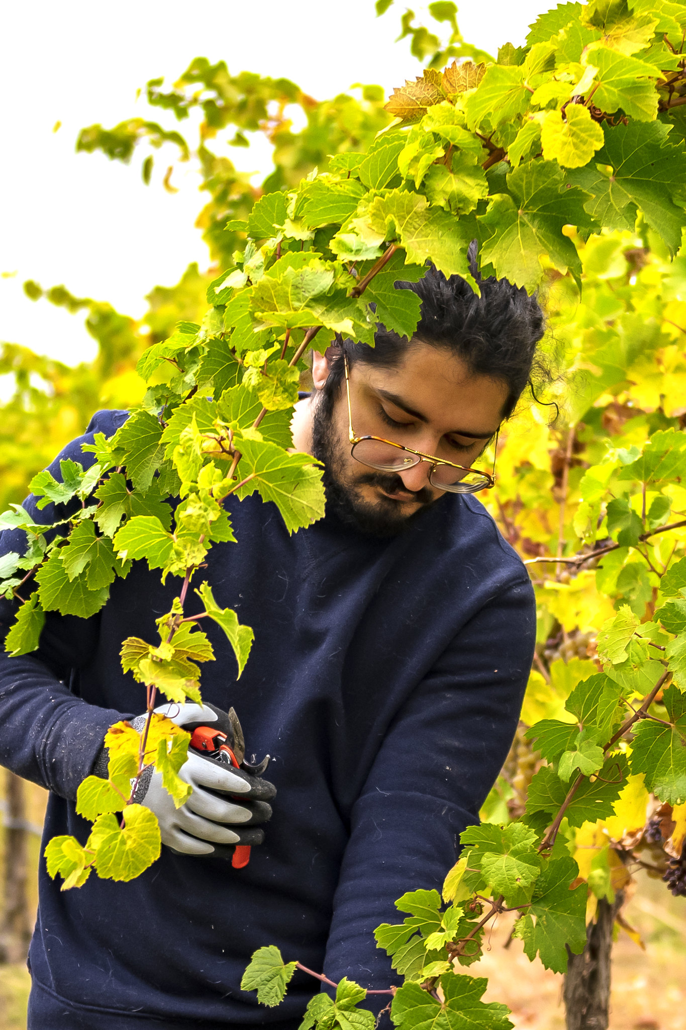 Student holding cutters and holding leaves in a vineyard.