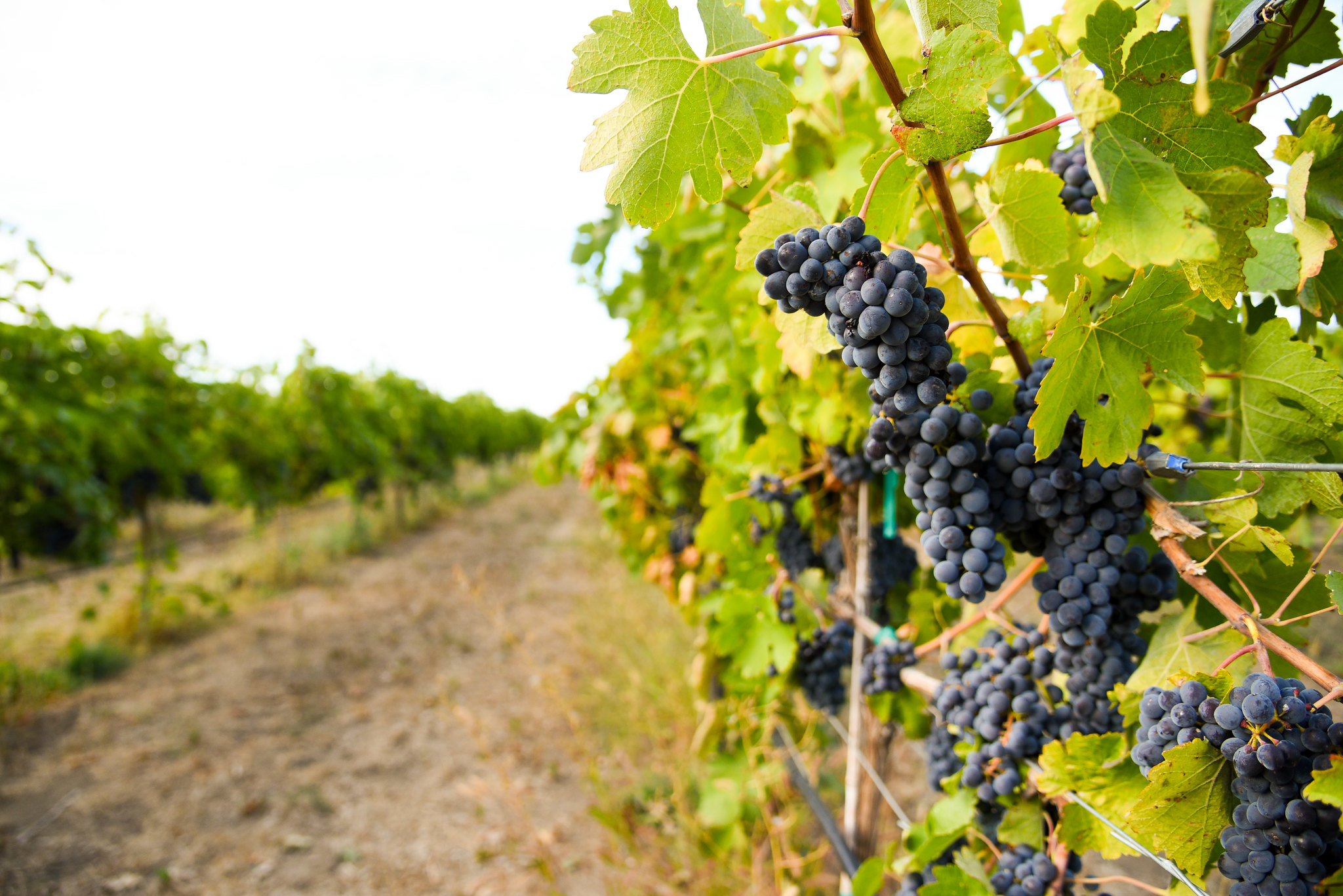 Grapes on the vine in a vineyard.