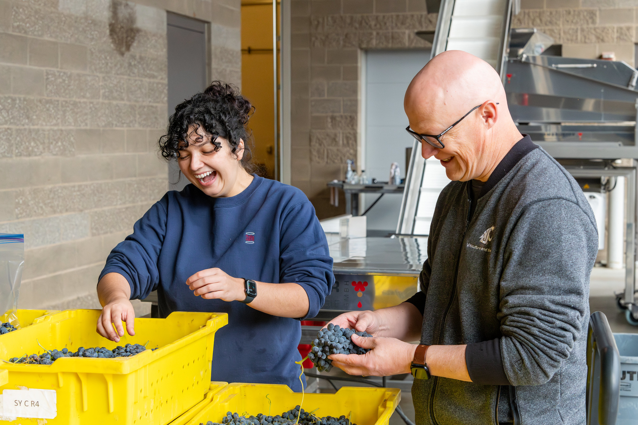 Student and instructor laughing as they examine grapes from large yellow bins.