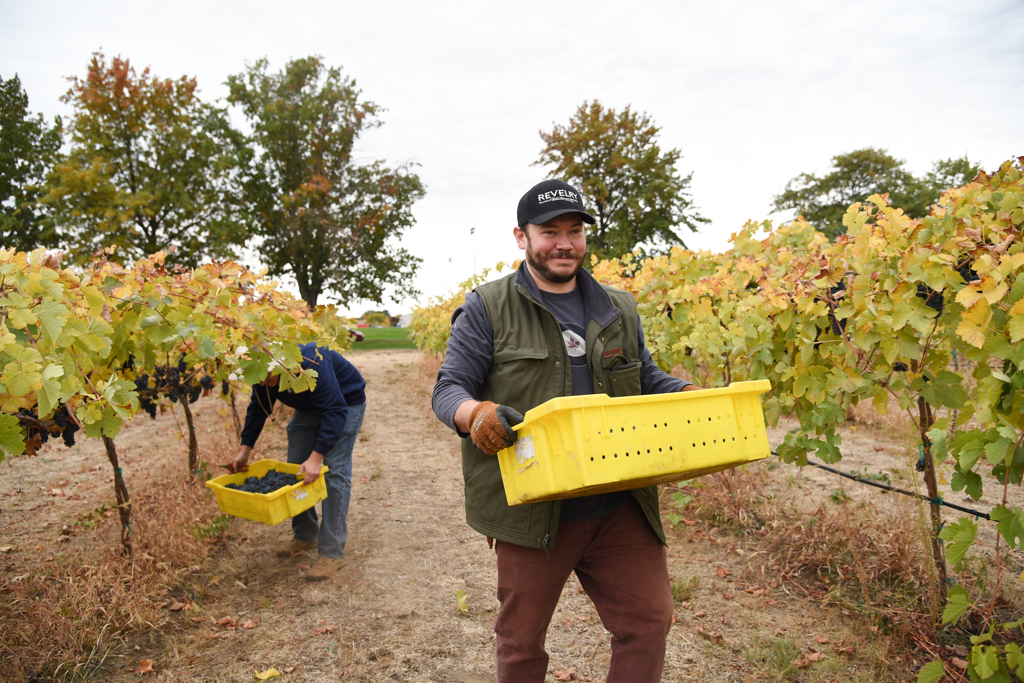 Two students carrying yellow bins of grapes in a vineyard.