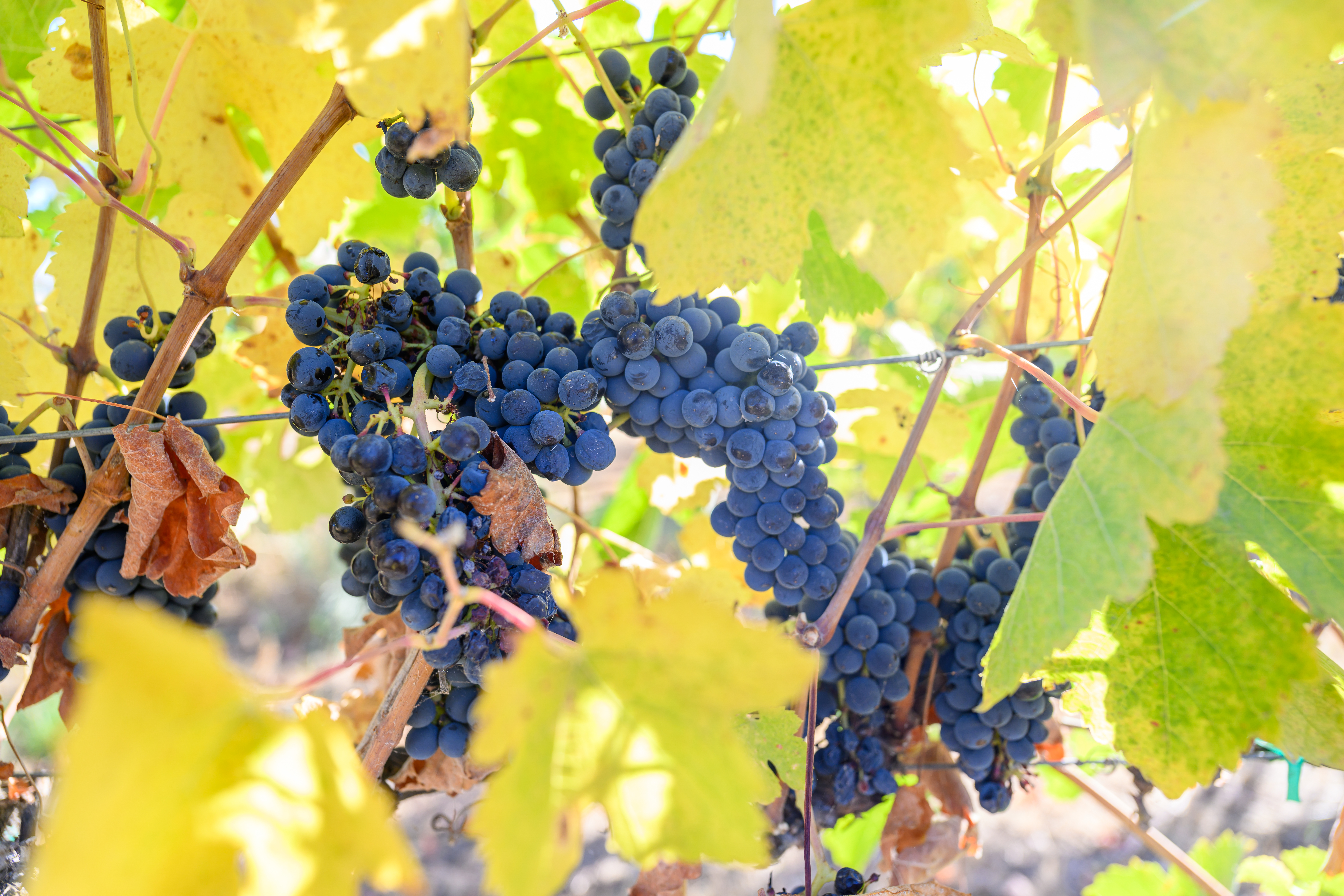 Wine grapes.