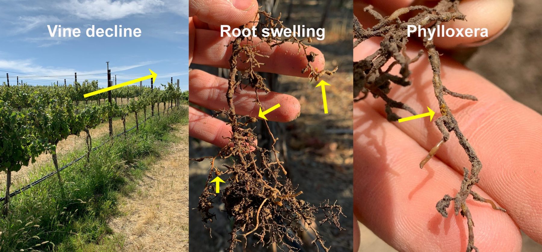 Three images showing vine decline, root swelling, and small insects on a root with the label Phylloxera.