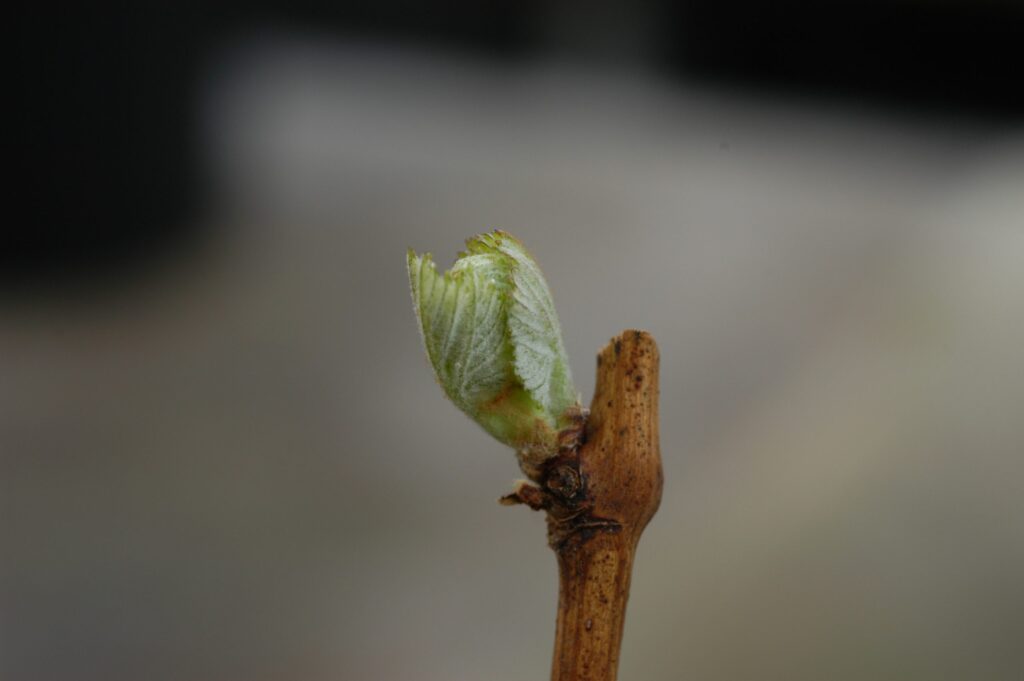 Small sprouting plant.