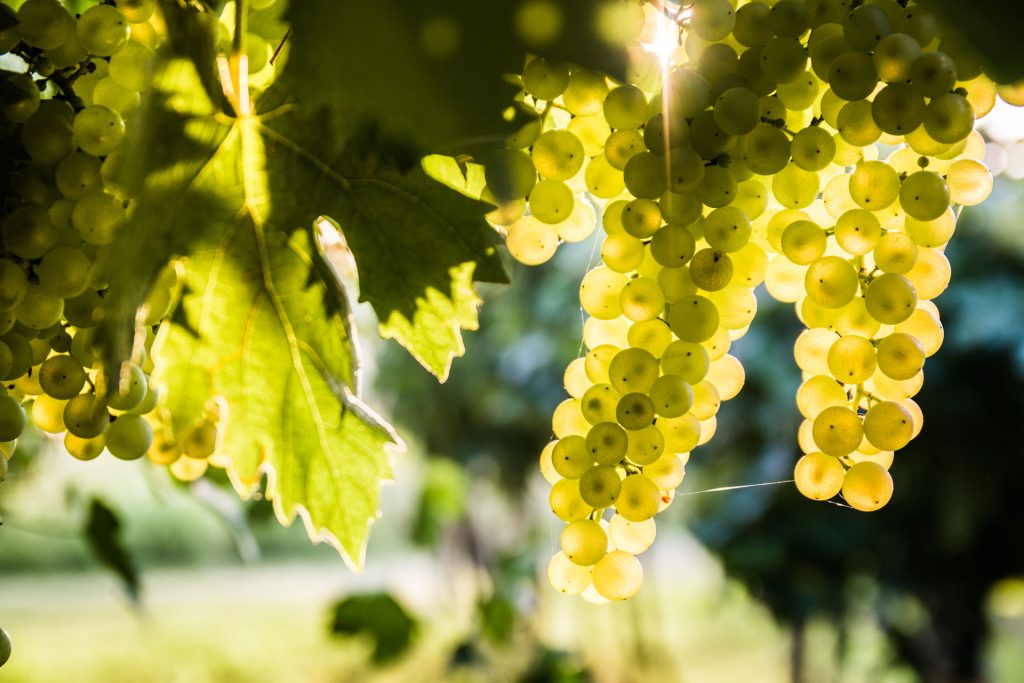 Grapes hanging on a vine with the sun shining through them.